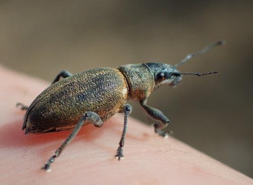 Brachyderes lusitanicus